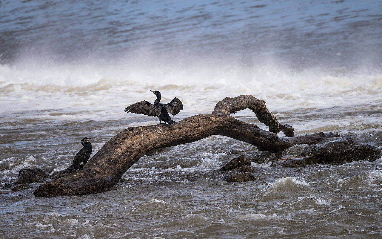 Great cormorant — photograph