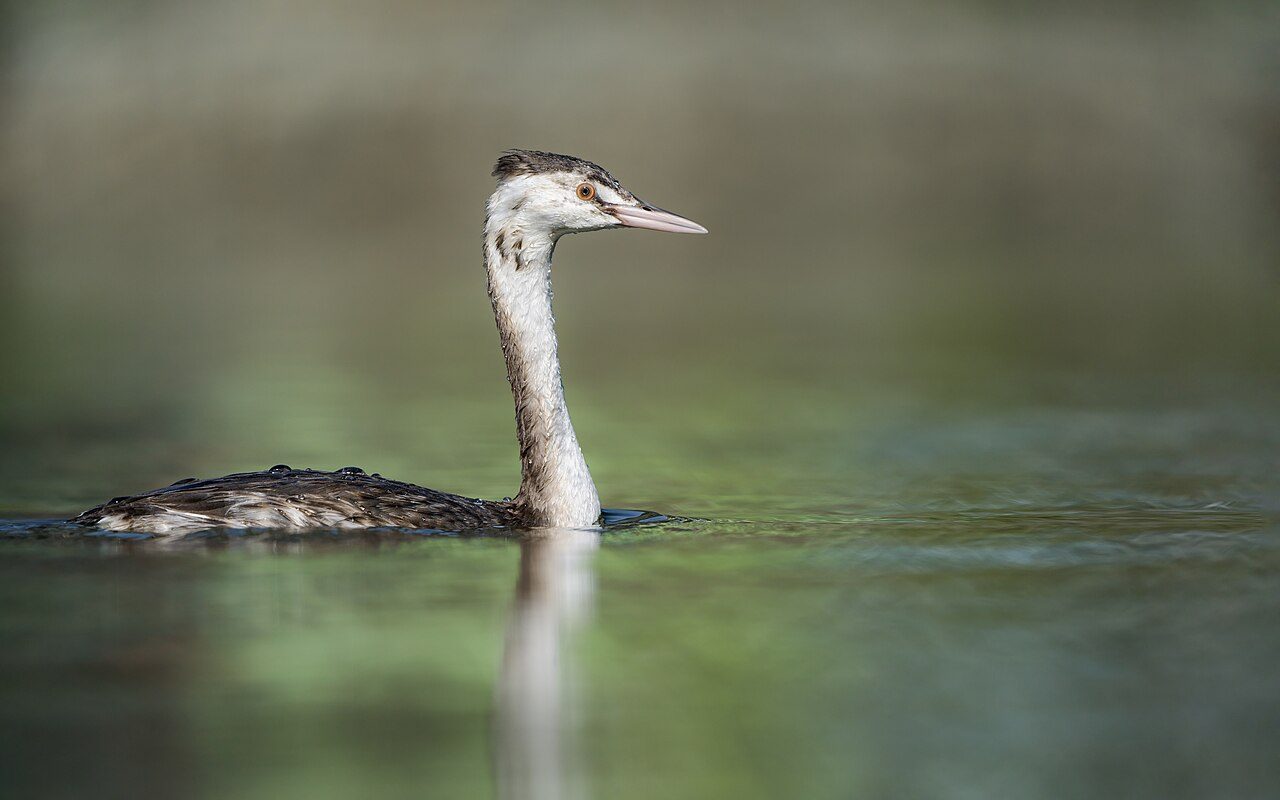Great crested grebe — photograph