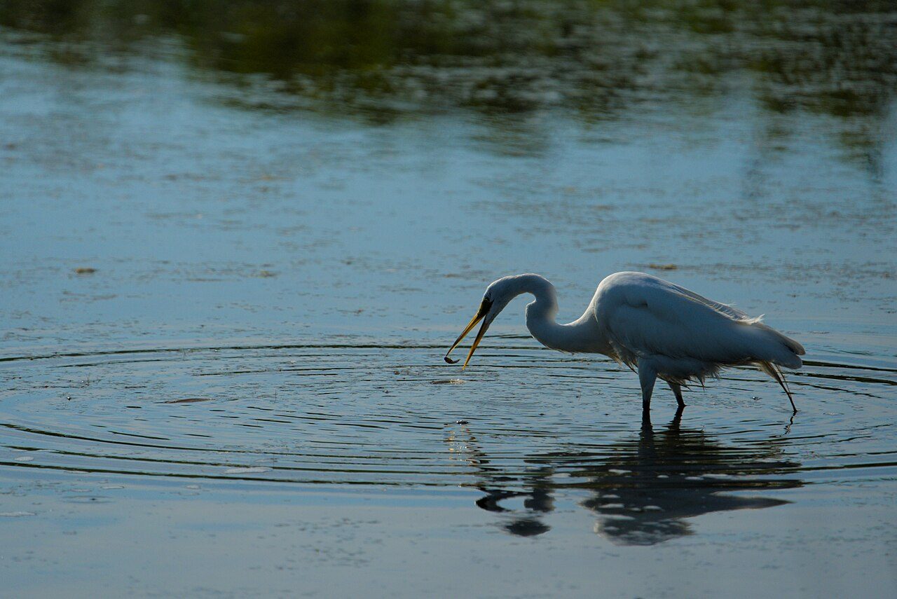 Great egret — photograph