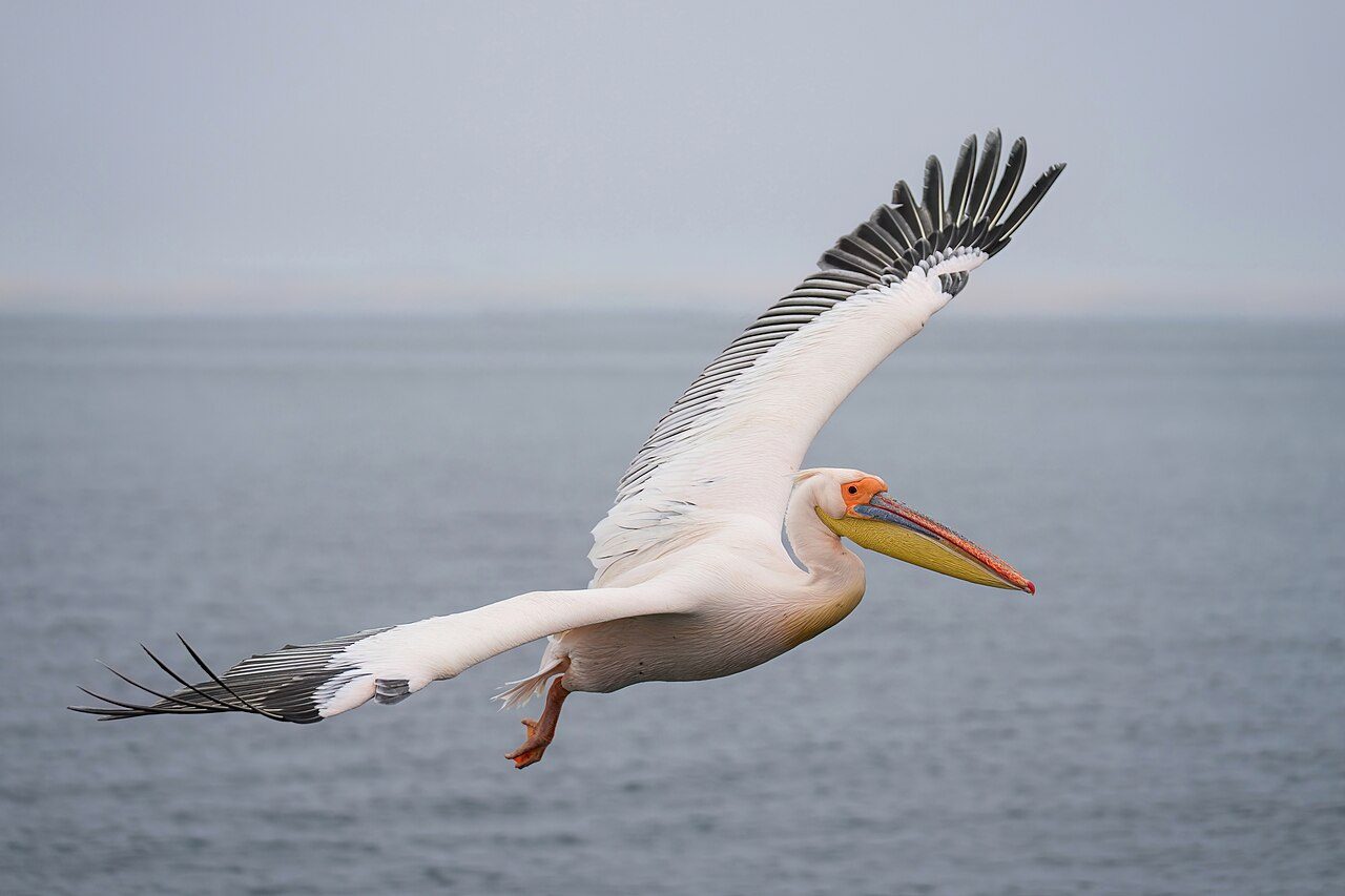 Great white pelican — photograph