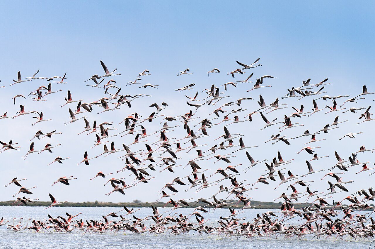 Greater flamingo — photograph