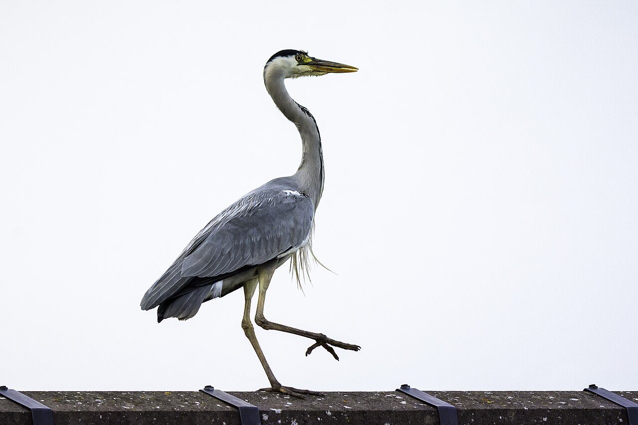 Grey heron — photograph