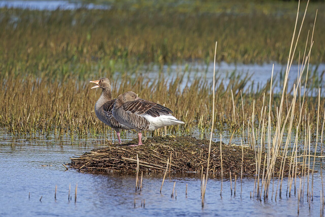 Greylag goose — photograph
