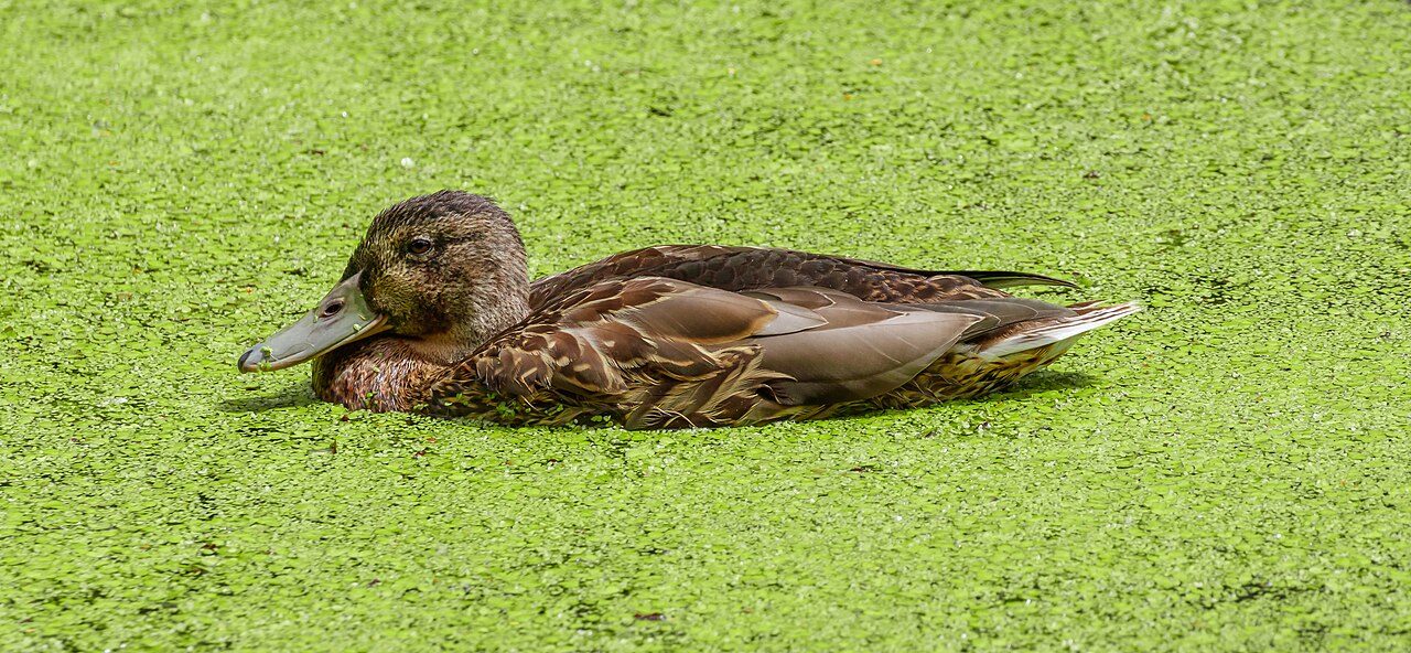 Mallard — photograph
