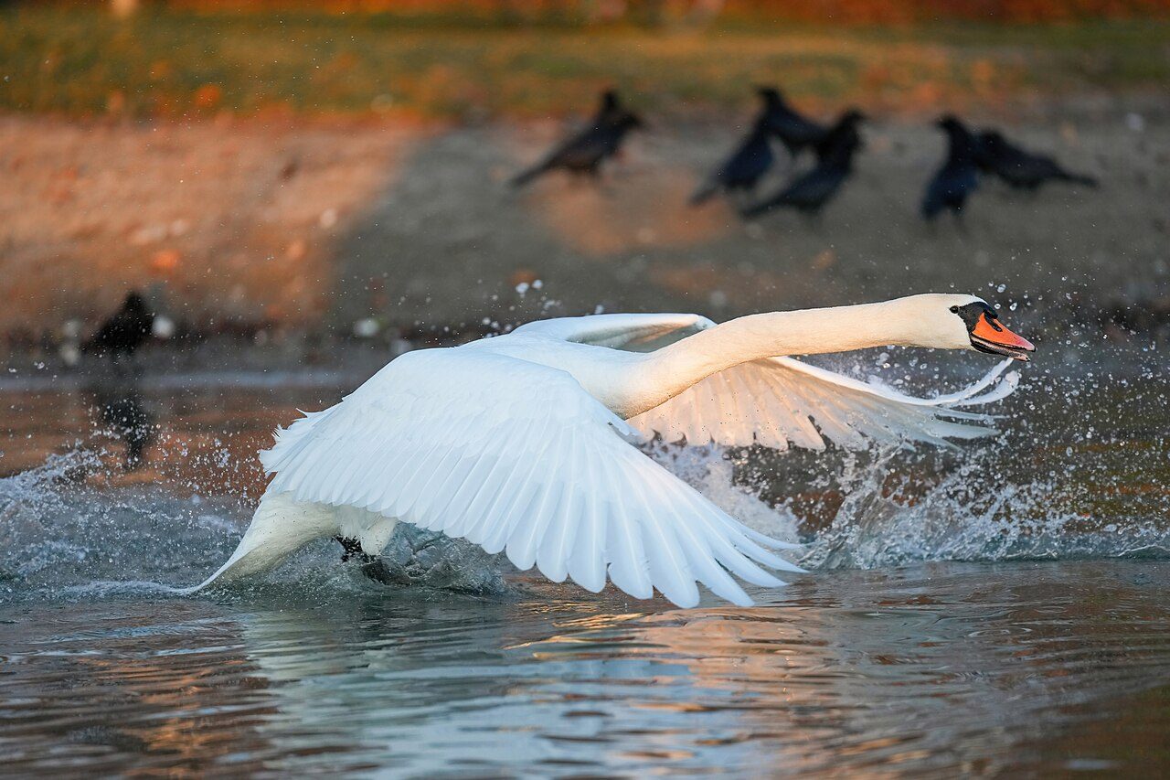 Mute swan — photograph