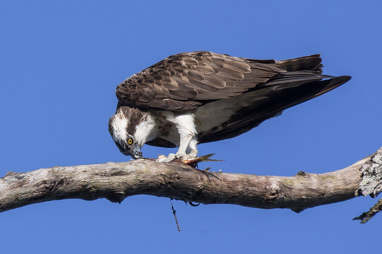 Osprey — photograph