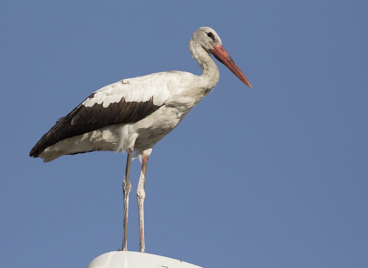 White stork — photograph