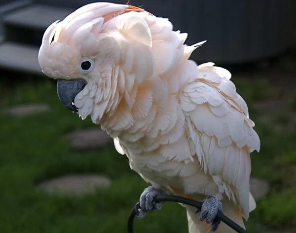 Moluccan Cockatoos