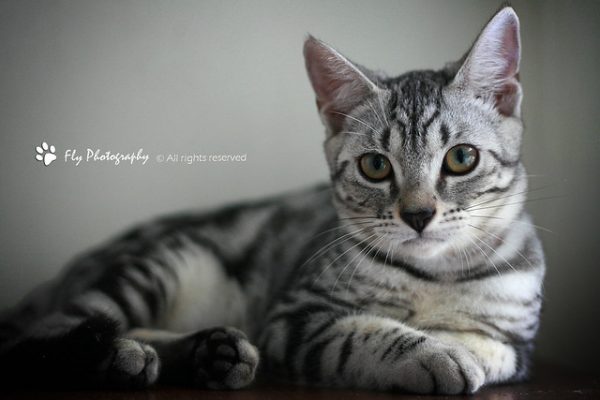 American Shorthair