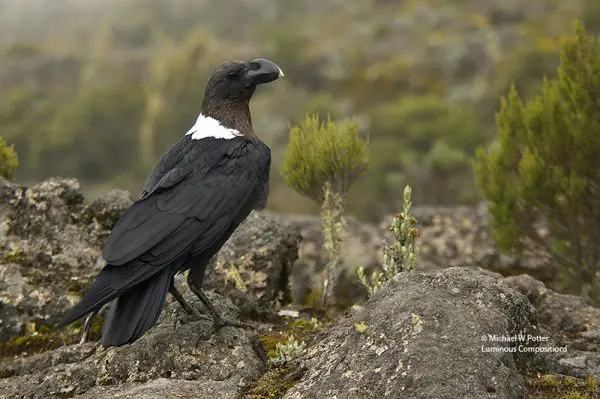 African Raven