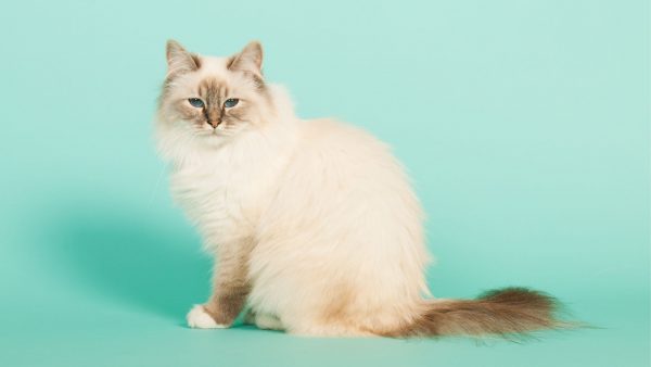 Top 30 Long Haired Cats Breeds