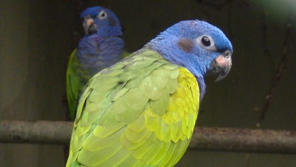 Blue-Headed-Pionus-Parrot