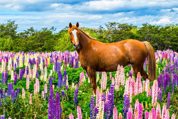 Chilean-horse