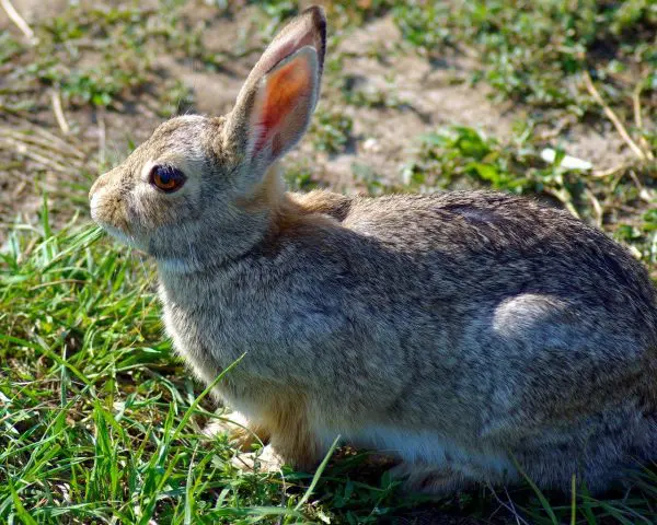 Top 10 Rabbits Breeds in The World