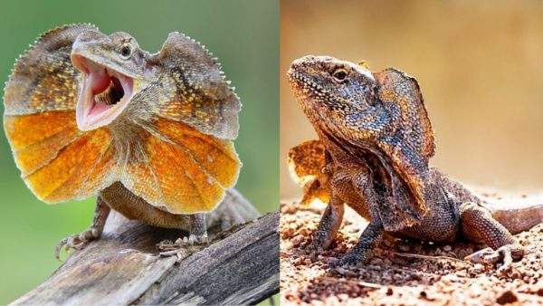 Frilled-Dragon-Lizard