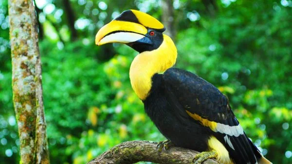 Hornbill