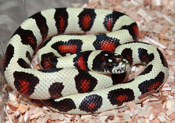 King-Corn-Snake