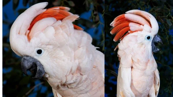 Moluccan-Cockatoos