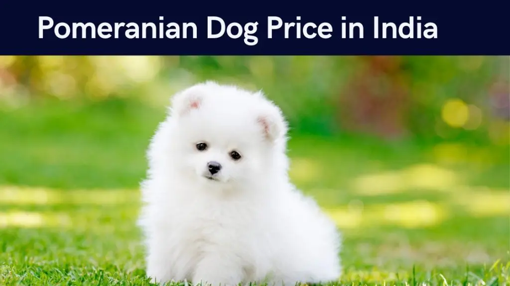 Pomeranian Dog Price In India Appearance Behaviour   Pomeranian Dog Price In India 1024x576 .webp