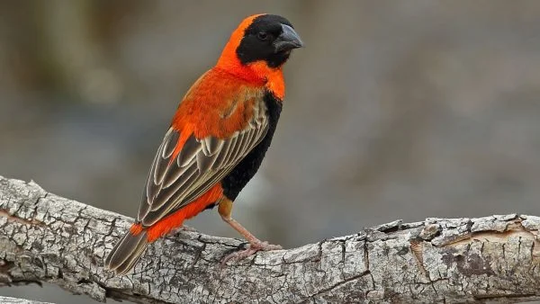 Red Bishop