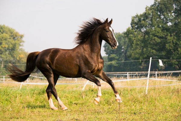 Saddlebred-Horse