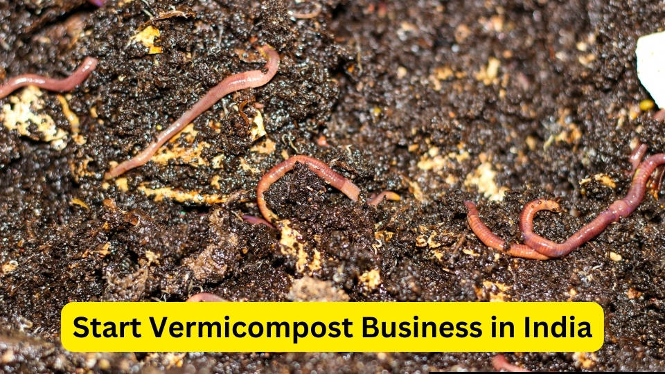 Start Vermicompost Business in India