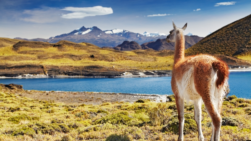 Patagonia Argentina Chile Perito Moreno Glacier Torres del Paine