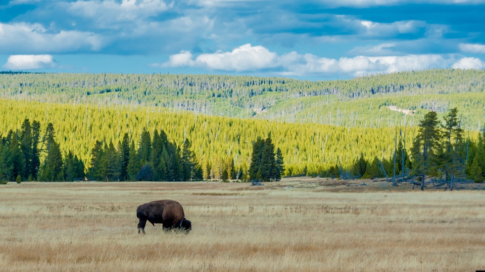 Yellowstone National Park USA Geysers wildlife